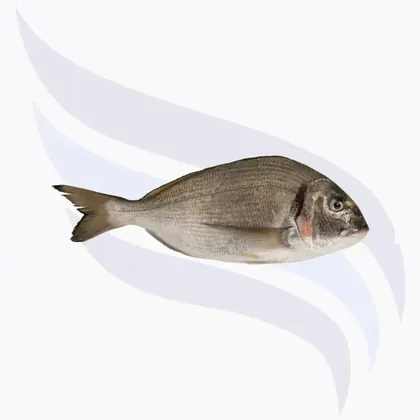 Dorade