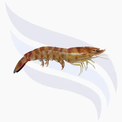 Tigergarnelen