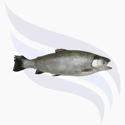 Türkischer Lachs
